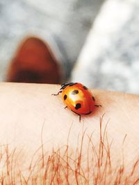 Close-up of ladybug on hand