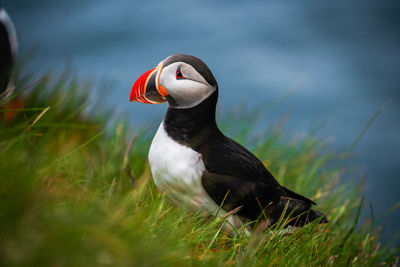 Close-up of a bird on grass