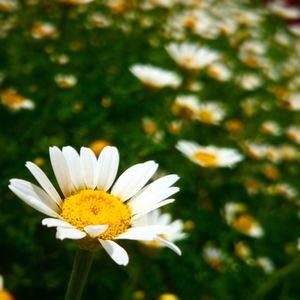 Close-up of white daisy blooming outdoors