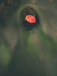 Close-up of red flower floating on water