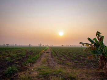 Scenic view of agricultural field against sky during sunset