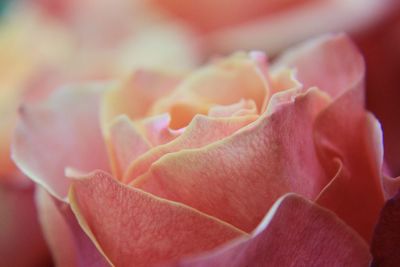 Close-up of rose against blurred background