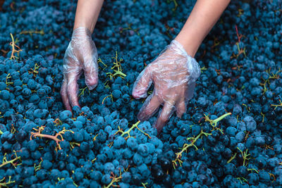 Hands of winemaker . crop of grape for wine making