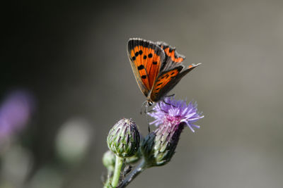 Close-up of butterfly pollinating on flower