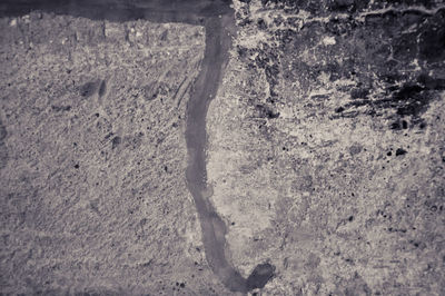 High angle view of horse running on beach