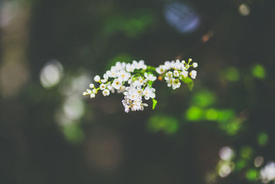 Close-up of flowers blooming outdoors