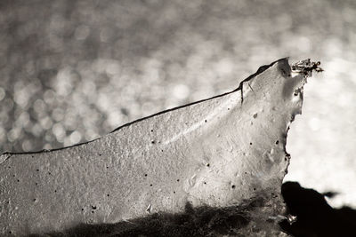 Close-up of butterfly