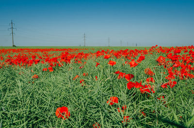 Red poppies in a field in middle of ripe green canola
