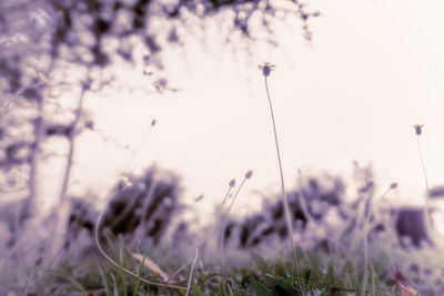 Close-up of purple flowering plants on field