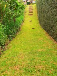 Plants growing on field