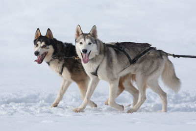 View of dogs on snow field