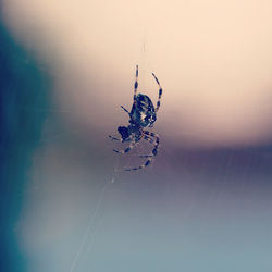 Close-up of spider on web