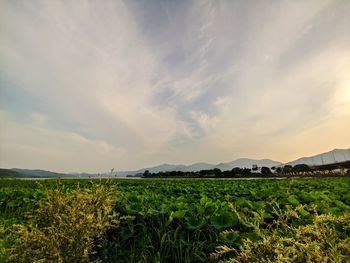 Scenic view of field against sky