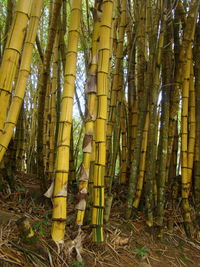 View of bamboo trees in forest