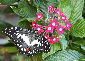 Close-up of butterfly on pink flower