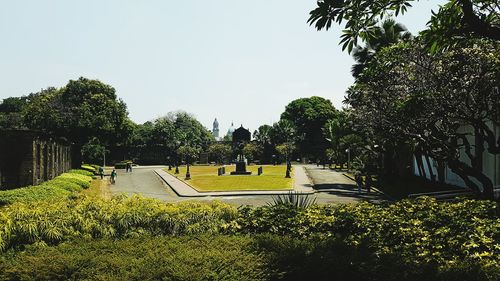 View of yellow trees against sky