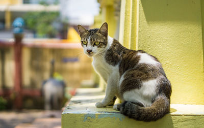 Portrait of cat sitting outdoors