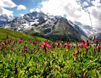 Scenic view of flowering plants and mountains against sky