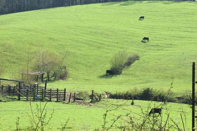 Scenic view of grassy field