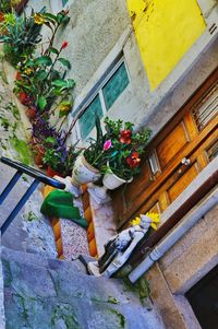 Low angle view of potted plants