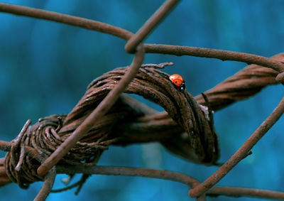 Close-up of bird perching on branch