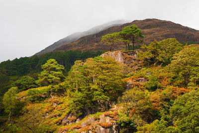 Scenic view of tree mountains against clear sky