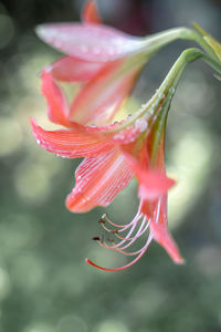 Close-up of pink flower