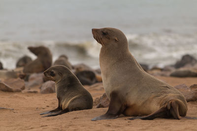 High angle view of sea lion