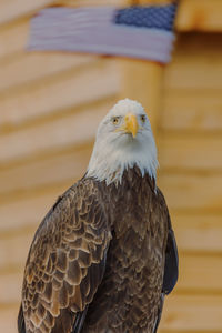 Close-up of eagle against american flag blurred background 