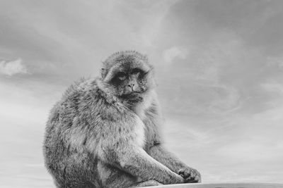 Close-up of monkey against sky