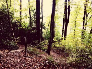 Trees growing in forest