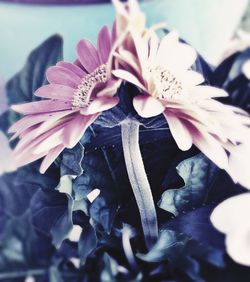 Close-up of flower against blurred background