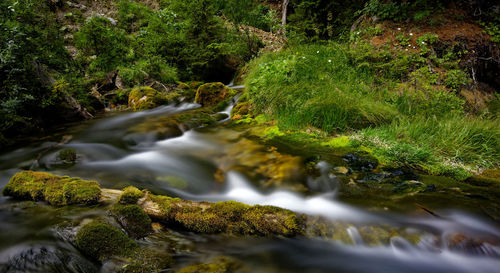 Stream flowing through rocks in forest