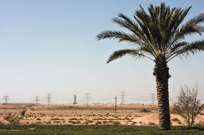 Palm trees on landscape against clear sky