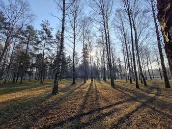 Bare trees on field against sky