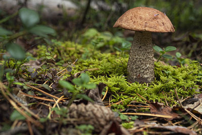 Close-up of mushroom growing on field