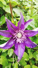 Close-up of purple flower