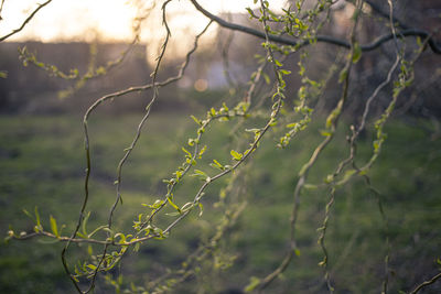Close-up of plant
