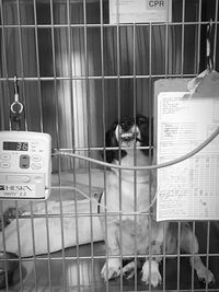 Close-up of dog in cage