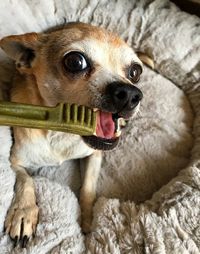 Close-up portrait of a dog