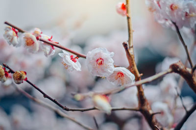 Close-up of cherry blossom on branch