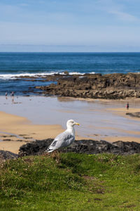 Seagull on a cliff overlooking beach