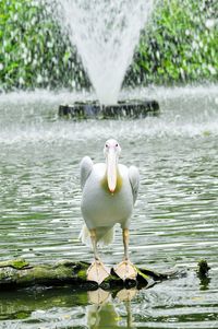 Close-up of duck in lake