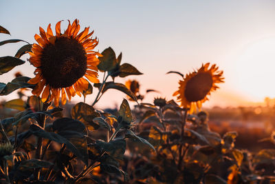 Close-up of wilted sunflower field against sky during sunset