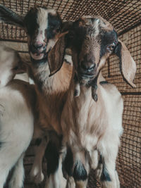 High angle view of dogs