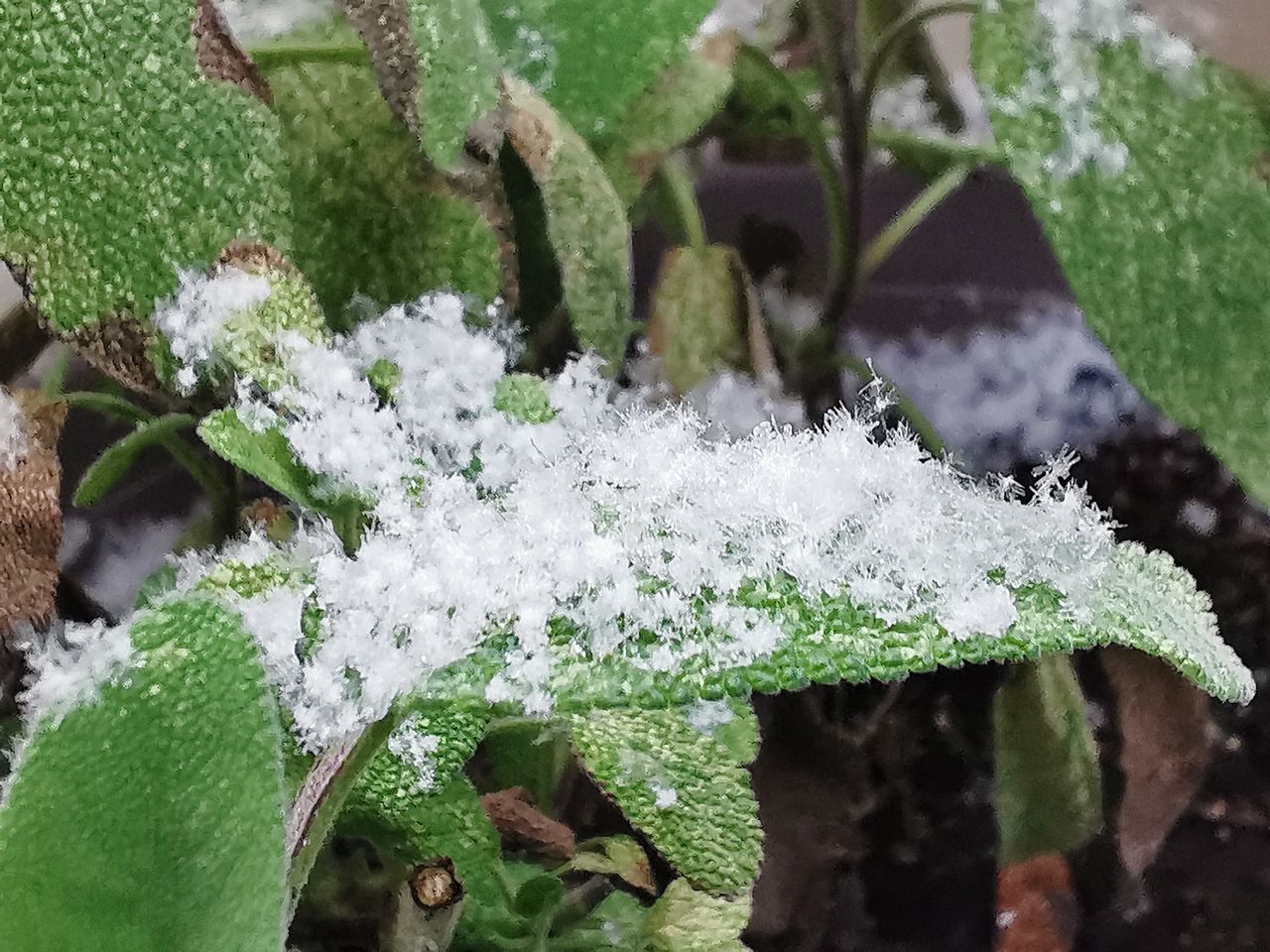 frost, plant, nature, cold temperature, snow, leaf, winter, plant part, green, frozen, growth, close-up, flower, no people, ice, beauty in nature, day, outdoors, focus on foreground, shrub, branch, freshness, water, white