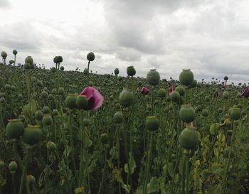 View of flowering plants growing on field against sky