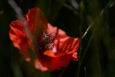 Close-up of red flower