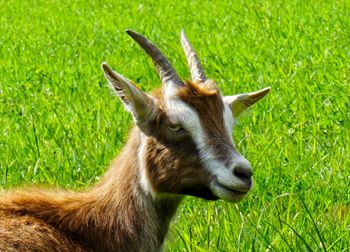 Goat on grassy field