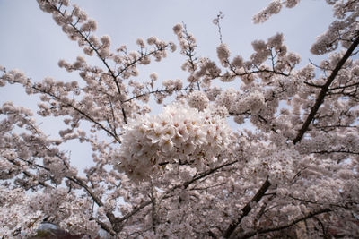Low angle view of cherry blossom tree
